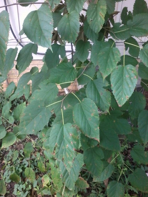 What Is This New Tree Growing In My Yard This Tree Is About 10ft High I Think It 2 Years Old When Mowed My Lawn Just Let Grow Has Kind Of Leaves