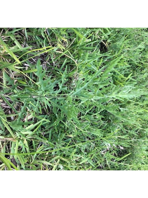 Weed Identification Houston Tx