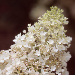 'Little Lamb' Hardy Hydrangea - Plants