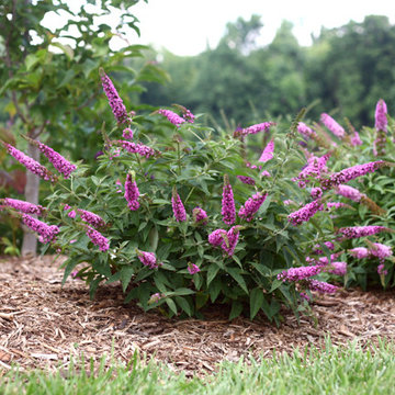 Lo & Behold® 'Pink Micro Chip' Butterfly Bush