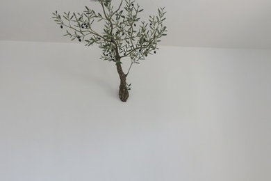 l'olivier dans la maison