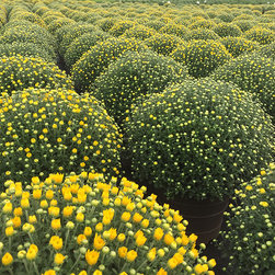 Current Featured Plants - Products