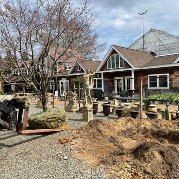 Large Tree Transplant