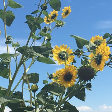 Fun, Flowers, & Food at El Rancho Calypso