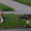 6 Red Tail Hawks Decimating Local Wildlife!