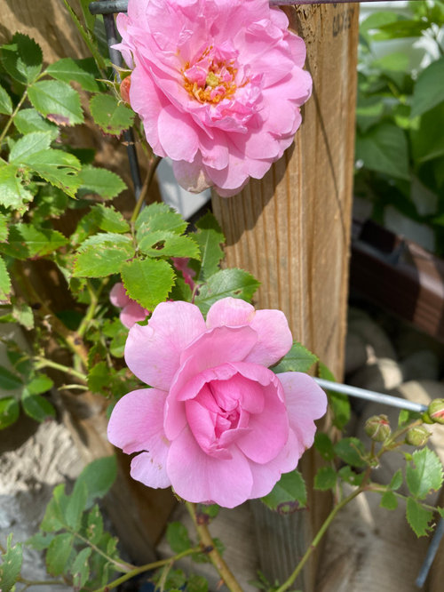 Hardy roses for zone 3