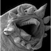 Perry Schebel's photo