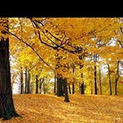 Allyson Dillard's photo