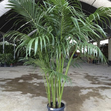 TROPICAL