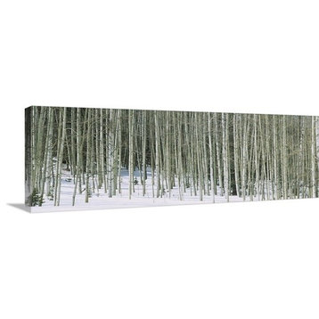 "Aspen trees in a forest, Chama, New Mexico" Canvas Art, 60"x20"x1.25"