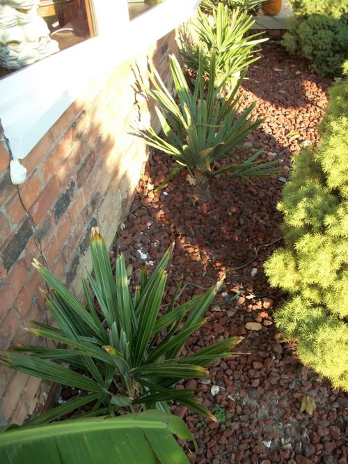 Needle Palm tips browning