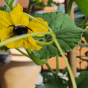 BALCONY GARDEN - an Edible and Ornamental Garden in the Sky