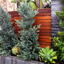 Tall Columnar Plants