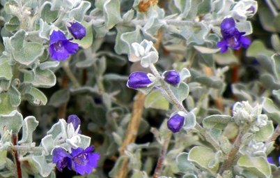 Great Design Plant: Violet Silverleaf Thrives on Scant Water