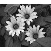 Alice Calvert's photo