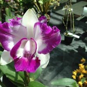 Maria Zimerman Scop's photo
