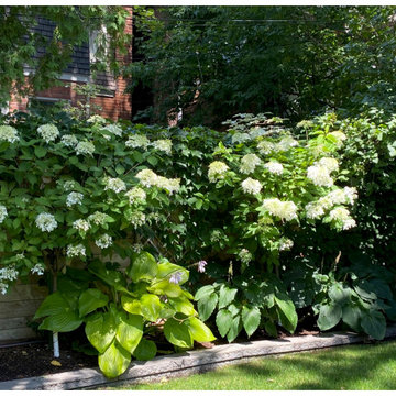 Hydrangea Floral Show