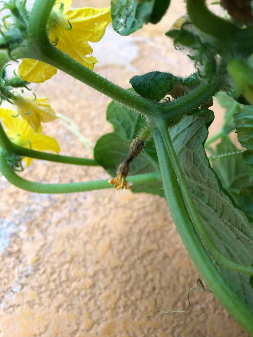 Cucumber replant flowering and producing fruit but keep dying