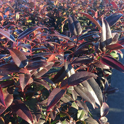 Current Featured Plants - Products