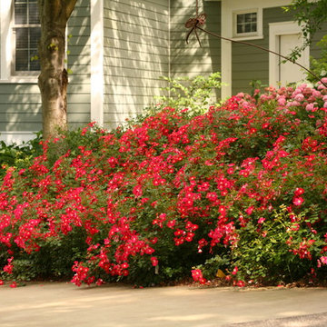 Oso Easy® Cherry Pie Landscape Roses