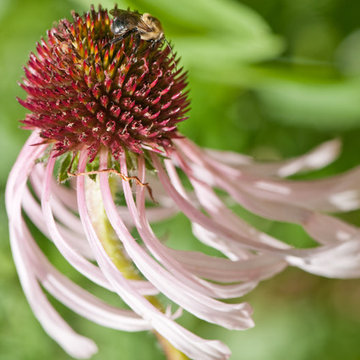 Pale Purple Coneflower