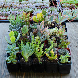 Assorted Succulent Packs - Products