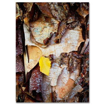 'Birch Leaf' Canvas Art by Kurt Shaffer