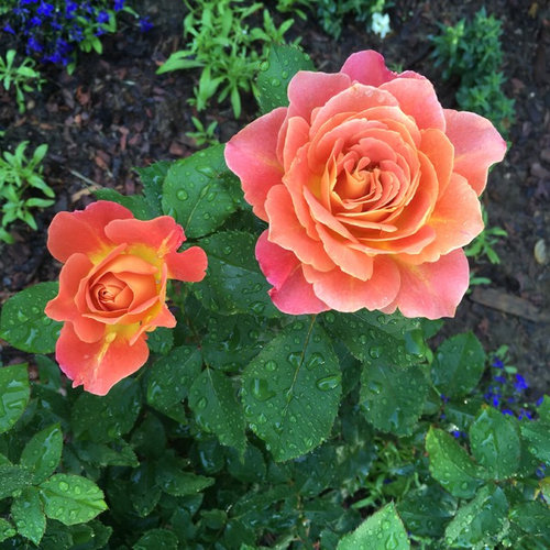 Rosie the Riveter rose blooming.