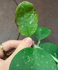 Can anyone ID these worrisome spots on Hoya Obovata?