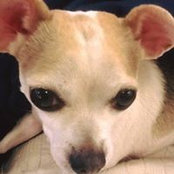 Dudley Doodads foto