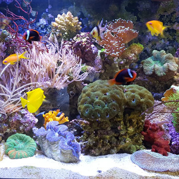 Aquarium Set-Ups and Aqua-scapes