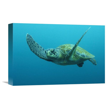 "Green Sea Turtle Swimming, Galapagos Islands, Ecuador" Artwork, 18" x 12"