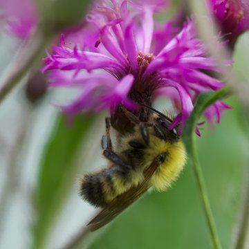 Attract bees, butterflies and hummingbirds