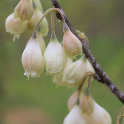 Native Flowering Trees - Products