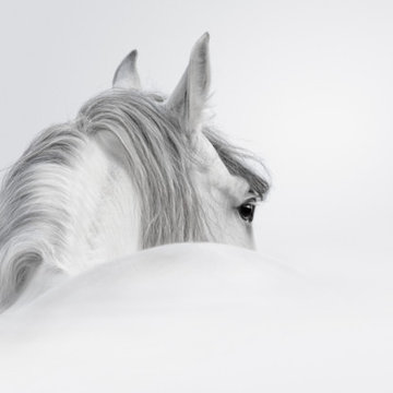 This horse picture :)