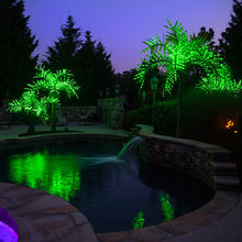 Palm trees
