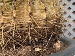 efeu aus dem garten als zimmerpflanze Efeu main image 0