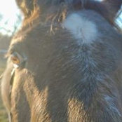 Trish Sawall's photo