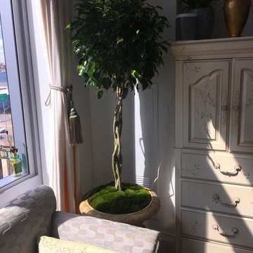 Large Indoor Plants