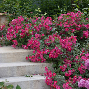Oso Easy® Cherry Pie Rose