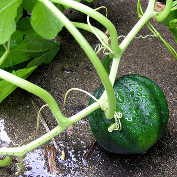 Vegetable variety | Artistry Landscaping Design