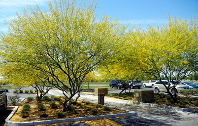 Great Design Plant: Desert Museum Palo Verde Offers a Colorful Canopy