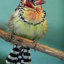 Animals, pets & .... beautiful