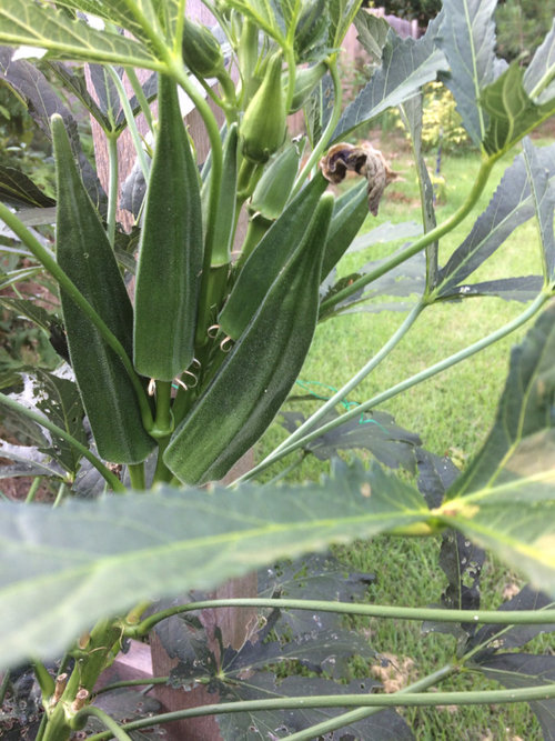 Okra grown too big