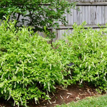 Deer resistant backyard