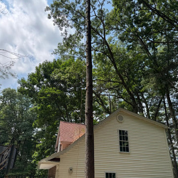 Professional Tree Climbing, Trimming, and Removal Work
