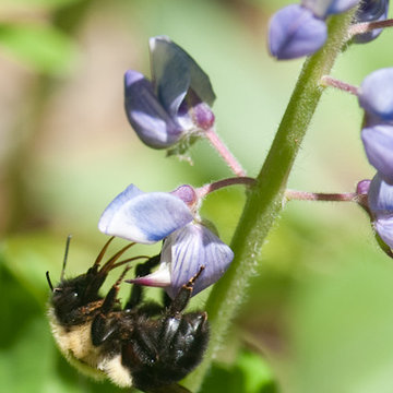 Wild Lupine