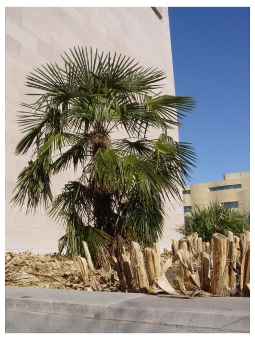 Downtown Washington D.C. Palms (lots of pics)