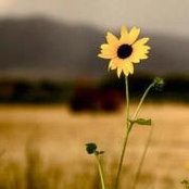 Lance Picketts foto