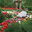 Imagescapes of Texas